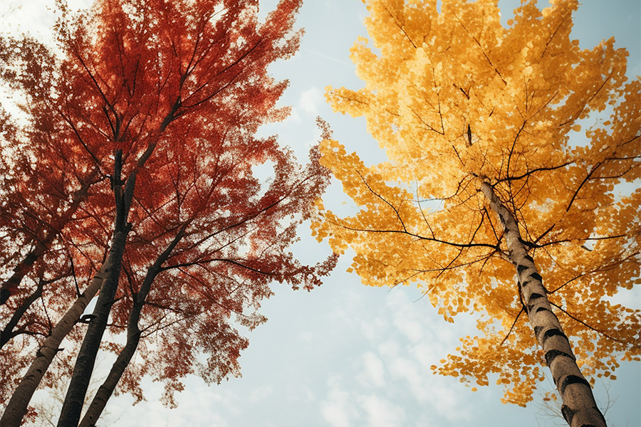 Royal Oak Updates Oct. 18, 2024 Royal Oak School